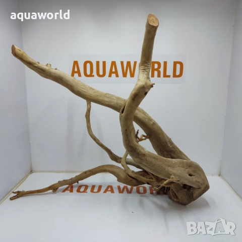 Корен Азалия 20