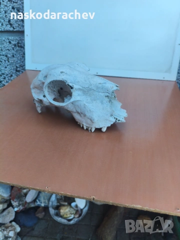 Череп за декорация, снимка 9 - Декорация за дома - 39432640