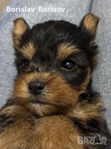 йоркита, снимка 3 - Йоркширски териер - 53393674