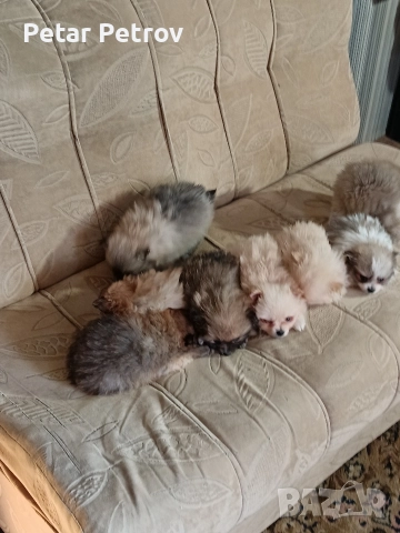 Мини шпиц , снимка 10 - Шпиц - 52816516