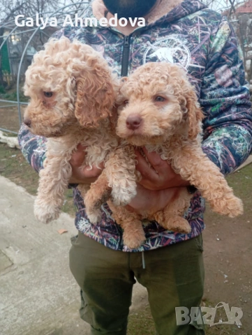 Чисто кръвни лагото романьоло 