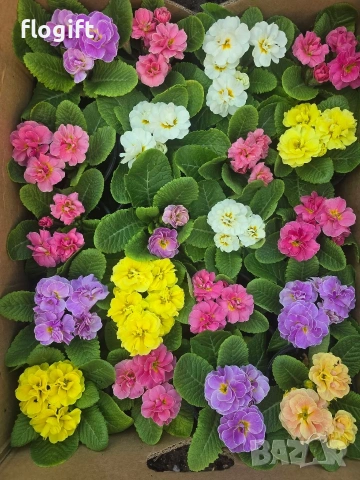 Кичеста Иглика розичка