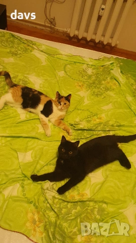 Приемен / постоянен Дом за Черна принцеса, снимка 4 - Други - 53331492