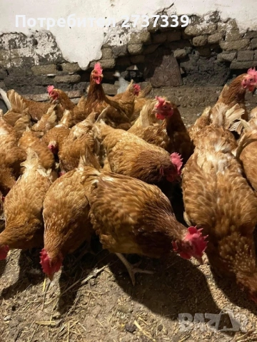 Кокошки носачки