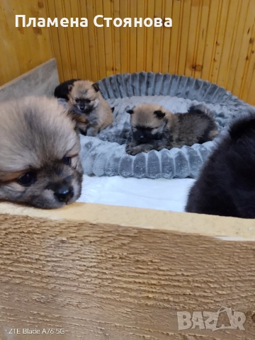 Продавам малки померани , снимка 7 - Померан - 52697875