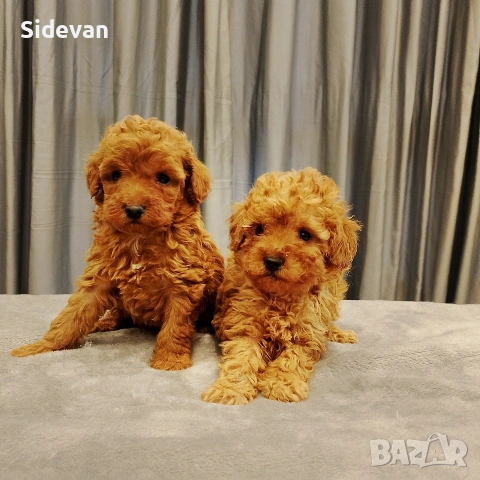 Пудел Той и Мини 