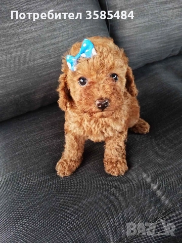 Мини/той пудел момиченце 