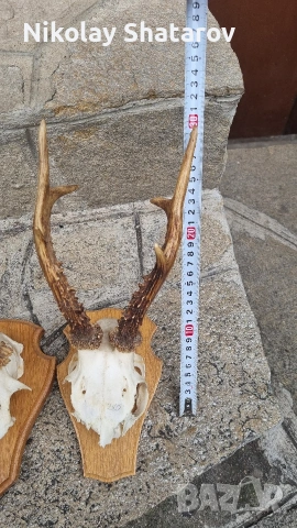 Трофей. Съръндак , снимка 7 - Декорация за дома - 53440688