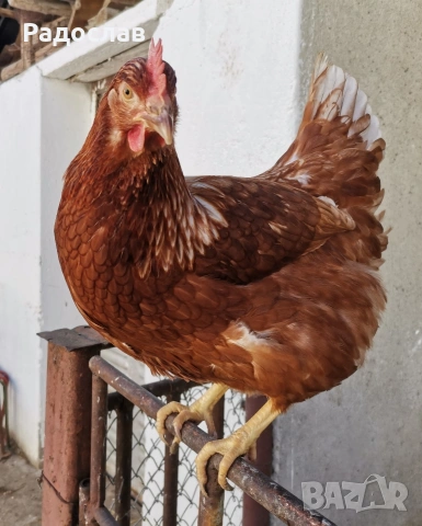 Ярки Ломан Браун за яйца, кокошки Носачки, петли 