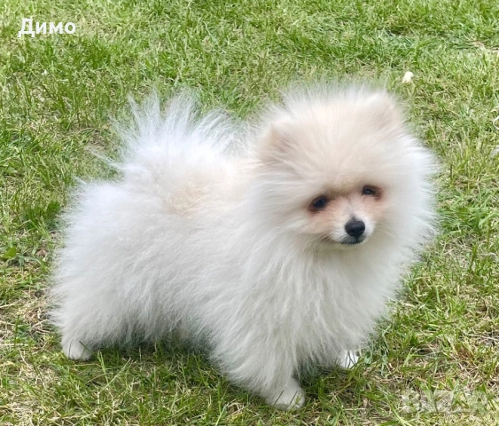 Мъжки померан