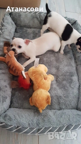 МИНИ ЧИХУА, снимка 5 - Чихуахуа - 52900063