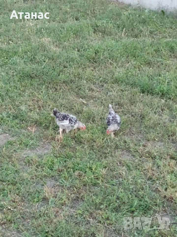  Декоративни петлета, снимка 3 - Кокошки и пуйки - 51786287