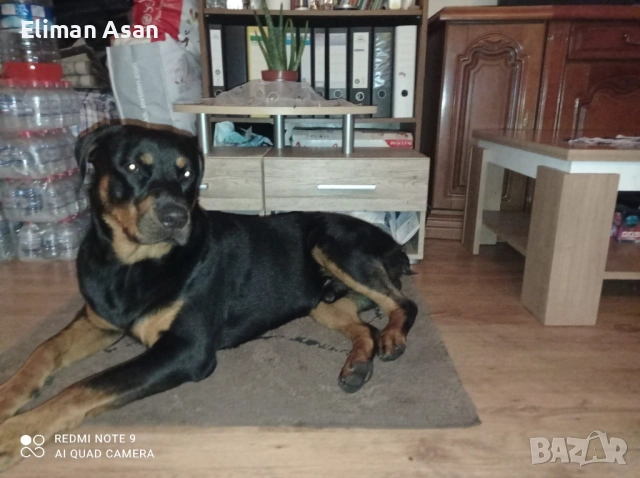 Rotwailer Kuceta Mijko i Jesnko , снимка 2 - Ротвайлер - 53354290