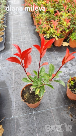 Фотиния Ред Робин, Photinia fr. Red Robin, снимка 8 - Градински цветя и растения - 49185099