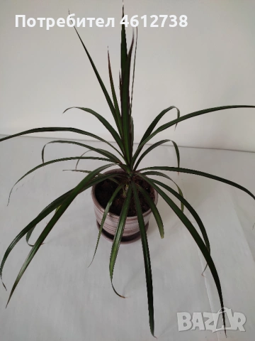 Алое Вера,сциндапсус,драцена,традесканция и хлорофитум, снимка 6 - Стайни растения - 53375558