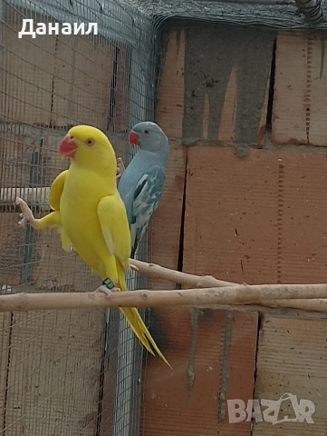 Малък Александър , снимка 5 - Папагали - 54121186