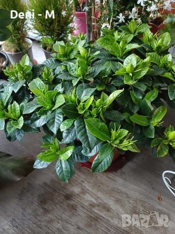 Гардения, снимка 3 - Стайни растения - 54038825