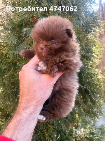 Померан мъжки и женски, снимка 10 - Померан - 53613781