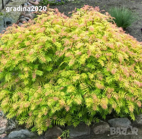 Сорбария Сем - (Sorbaria Sorb."Sem"®), снимка 4 - Разсади - 45041780