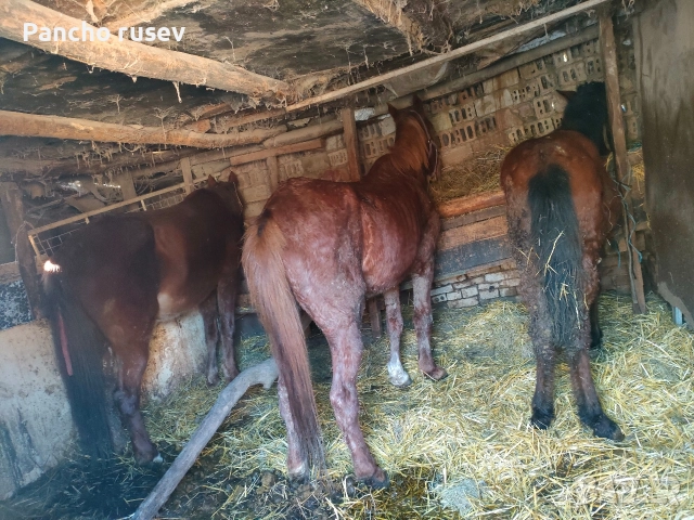 свободни женски кубили