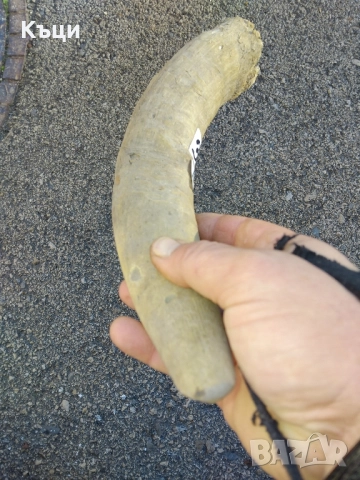 Рог от крава., снимка 3 - Декорация за дома - 52150949