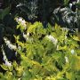 Бяло Дамско сърце, снимка 1 - Градински цветя и растения - 45353610