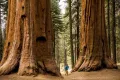 15 x семена гигантска секвоя мамутово дърво sequoiadendron giganteum за декорация на двора, снимка 7