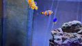 Clownfish (Amphiprion ocellaris ) - Риба Клоун, снимка 2