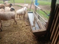 Продавам бременни овце , снимка 8