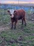 Продавам телета, снимка 6
