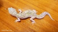 Леопардови гекони Diablo Blanco (Eublepharis macularius) , снимка 7