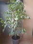 Фикус Бенджамин с височина 130см, снимка 2