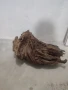 Огромни Мангров корен 50+см. 60 - 85лв. , снимка 5