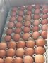 Домашни яйца, снимка 1 - Домашни продукти - 45683285