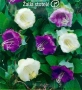 СЕМЕНА - Цветя едногодишни, снимка 15