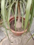 Нолина в саксия, снимка 2