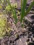 Папур, снимка 1 - Градински цветя и растения - 45568048