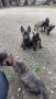 Холандска овчарка, снимка 6