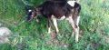 Женско теле холщайн на 5м, снимка 1 - Крави - 45350025