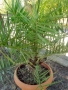 Големи Финикови палми , снимка 5