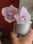 mini phalaenopsis в самополивна саксия, снимка 1