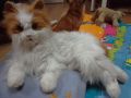 котка мяукаща движеща се 45 см USA играчка, снимка 2