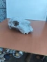 Череп за декорация, снимка 9