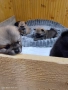 Продавам малки померани , снимка 7