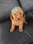 Мини/той пудел момиченце , снимка 1