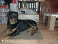 Rotwailer Kuceta Mijko i Jesnko , снимка 2