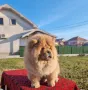 Чау чау, снимка 3