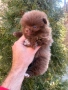 Померан мъжки и женски, снимка 10