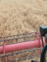 Овес,жито,третикале, снимка 6