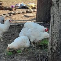 Араукана Araucana яйца кокошки пилета , снимка 3 - Кокошки и пуйки - 45126134
